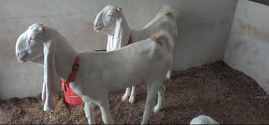 2 Daant Gulabi Bakri for Sale