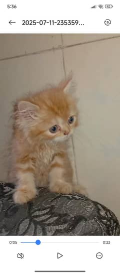 Persian kittens For sale