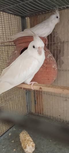 cocktail white pair