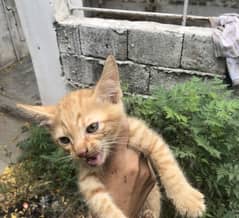 Kitten