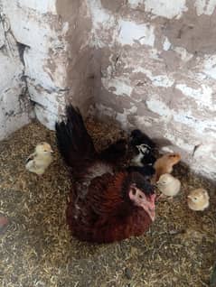 aseel hen with 8 chicks for sale
