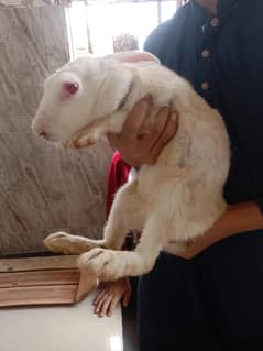 Rabbits