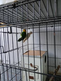 I am selling all Fischer's lovebird Bird albino