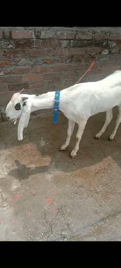 for sale female goat whatsapp. 03430794795