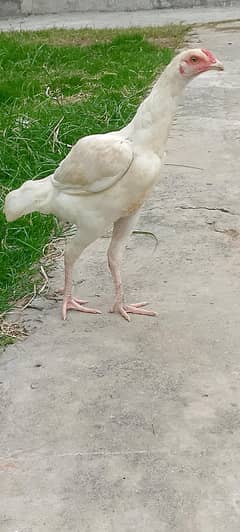 Original White pepper and other hen's for sale