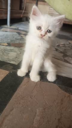 Persian cat
