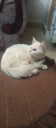 Persian cat for sale