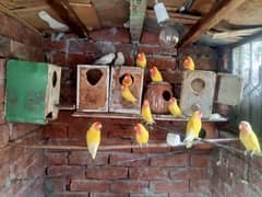 Cocktail and coman Latino for sale
