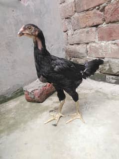 aseel Pathi age 70 days