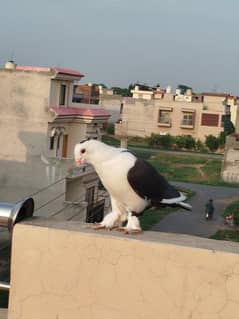 Sherazi