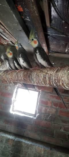 Cockatiel