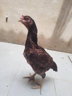 Different Breeds Chicks and Breeders