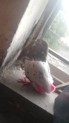 Beautiful and nice + healthy, home raised and active  dove