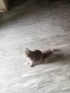 perahion