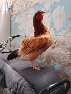 Misri and dasi  hen  egg line Starer
