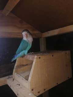cage