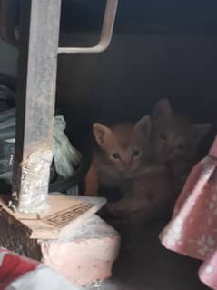 kittens