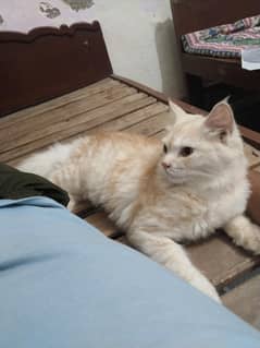 Persian male cat 1 year old