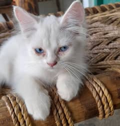 Persian kitten both male female