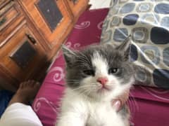 Persian cats for sale