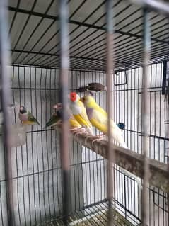 gouldian