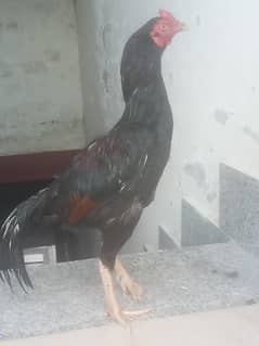 aseel murga  for sale