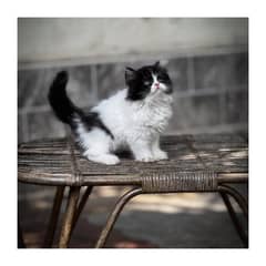 cash on delivery Persian kitten cats