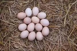 100% pure Desi egss - farm fresh - home delivery ! 