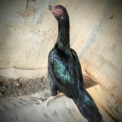 Aseel hen