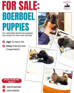 Adorable Boerboel Puppies For Sale — Healthy & Playful
