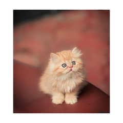 cash on delivery Persian kitten cats