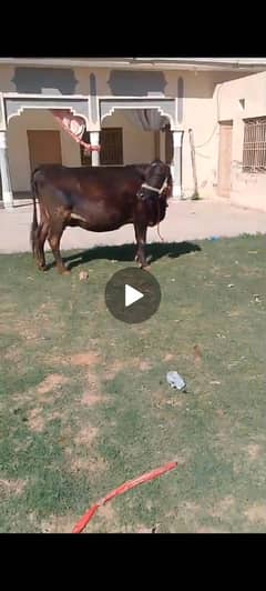 female cow healthy for sale