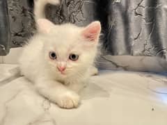 Persian kitten