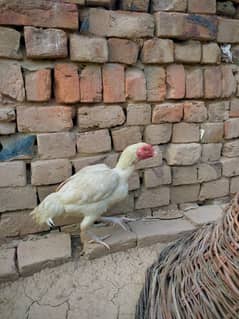 Aseel chicks and females all for sale