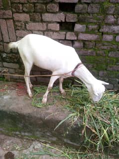 teda female goat