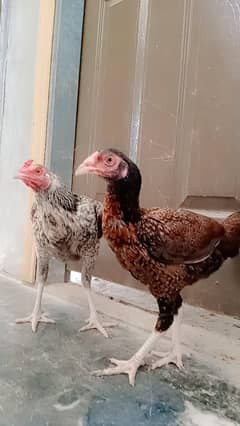 2 FEMALE ASEEL  Best breed