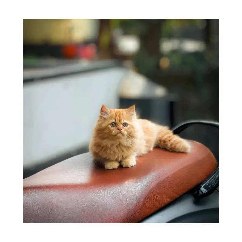 cash on delivery Persian kitten cats — photo 9