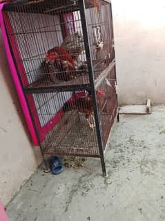 Ghr ki old breed hie  shampoo cross 2 hens hn or price 8000 final