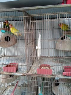 Love birds