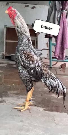 Aseel Shamo Chicks  | o Shamo | German Shamo chicks for sale