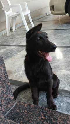 Black gsd vaccinated Female puppy