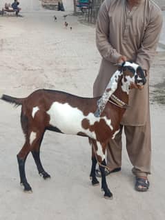 pure Desi bakri