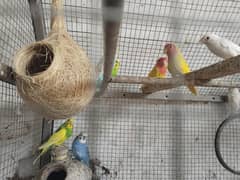 Different 27 Love Birds with Cage Whatsapp on 0315-3232540
