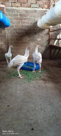 pure white heera aseel 2 male 1 female long hight