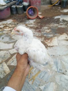 aseel white pair