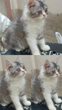 Male Persian Kitten 9 Weeks age