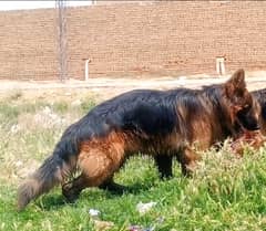 pink pidagree German Shepherd 3 cot only for stud in Quetta