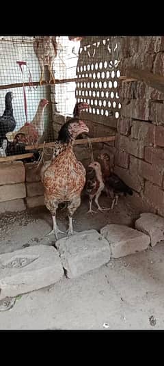 hen for sale