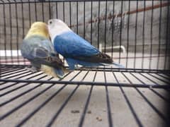 Lovebirds
