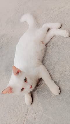 cat